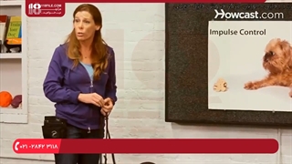 آموزش تربیت سگ - نحوه آموزش سگ به درازکشیدن