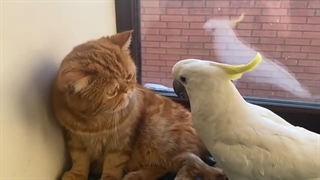 Попугай какаду сел на хвост коту ) home zoo.Funny Parrots Videos. animals Cute! talking parrot