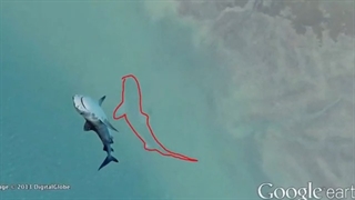 دانستنی های عجیب | هفت موجود مرموز دیده شده توی آب ها