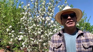 آموزش باغبانى با صابر علت گل و میوه ندادن درختان میوه Why we cannot get fruit from fruit trees