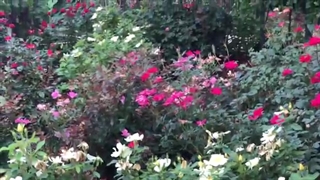 How can you care your garden with saber آموزش باغبانى با صابر نگهدارى علمى از باغچه