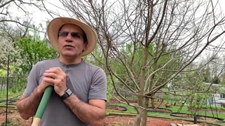 آموزش باغبانى با صابر بهترین روش پرورش و میوه فراوان از درخت خرمالوHoggro persimmon trees