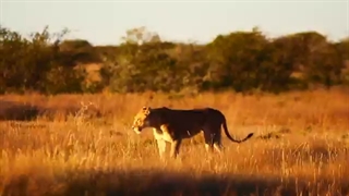 "NAMIBIA" - Nature and Wildlife - 4K