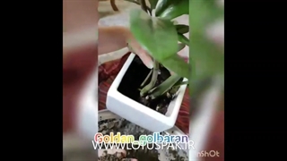 3 دلیل استپ رشد زامفولیا