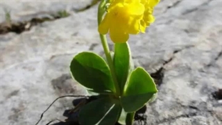 گونه های گیاهی در بهار و تابستان دیزباد