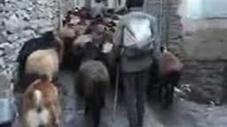 گله کوچک گوسفندان دیزباد