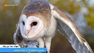 تصاویری دیدنی از حیات وحش