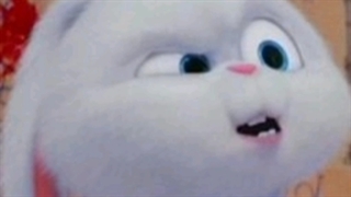 وقتی اعضای آسترو عین خرگوشن اینو امروز کشفیدم...کیووووتام (به گا رفتم تا عکسای شبیهشون رو پیدا کنم-_-)