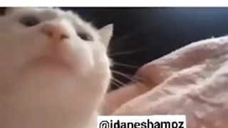 وضعیت مغزم سر امتحان:-)