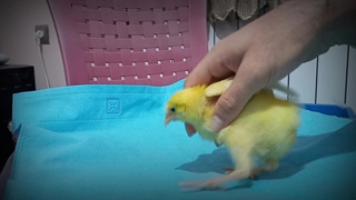 رقص جوجه