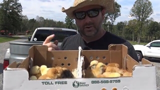 نحوه بزرگ کردن جوجه ها