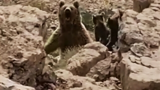 خرس مادر از دیدن کوهنوردان وحشت کرد