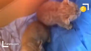 کلیپ خیلی جالب بود هوش یه گربه توضیحاتو بخونید حتما تا متوجه بشید