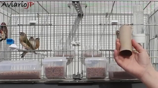 نحوه پرورش قناری