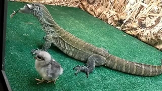 شکار جوجه مرغ توسط بزمچه کومودو