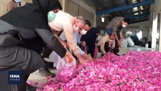 برداشت گل محمدی در اراضی ملایر