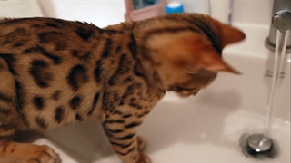 I Think My Cat Is Broken.