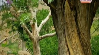 نمایی از خانیک فردوس 1397
