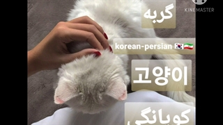 کره ای ها به گربه چی میگن؟؟؟