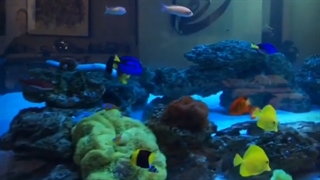 آکواریوم کوسه ایران کورال