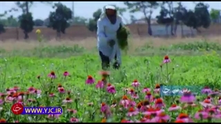 تولید گیاهان دارویی