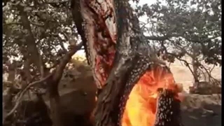 آتش سوزی دردناک دینارکوه و از بین رفتن جنگل