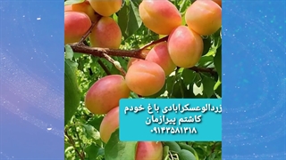 نهالستان تختی در اردبیل