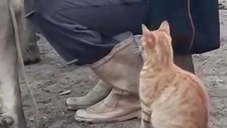 وای چه نازه:)))@-@