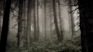 Forest Of Shadows - Under The Dying Sun موزیک