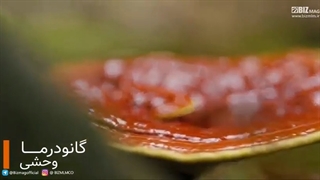 گانودرما | قهوه گانودرما + مشاوره رایگان 09351069985