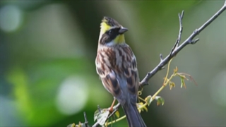 جابر بنیادی پشیمونم