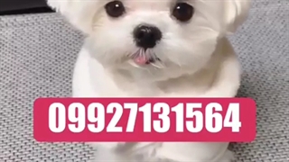 فروش سگ جیبی سفید پشمالو سایز ریز عروسکی تیکاپ مینیاتوری آپارتمانی