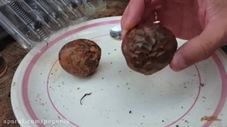 کاشت و پرورش پشن فروت