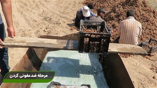 کاشت زعفران به روش دستی