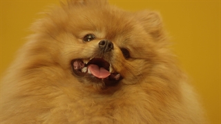 close-up nose of pomeranian dog cute pets short video