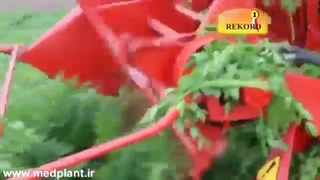 همه چیز درباره انجدان رومی
