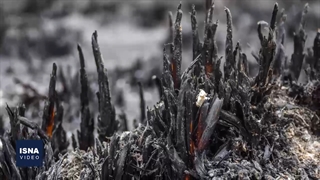 پناهگاه حیات وحش میانکاله سیاه‌پوش شد