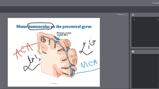 noroanatomy-jalase 9