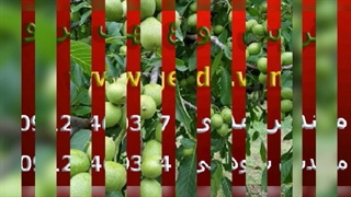 خرید تمامی ارقام نهال گردو (www.gerdo.win) آنلاین و حضوری