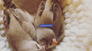 زمان خروج جوجه ها از لانه