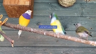 رقص گلدین ها