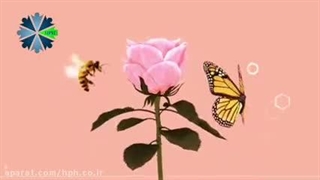 پک ضدریزش مو MND