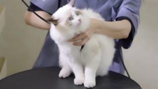 قسمت20 سریال چینی عاشق لبخندت شدم+زیرنویس فارسی