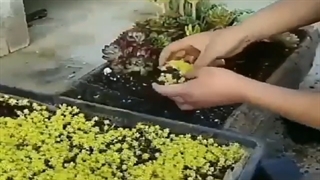 ایده طراحی باغچه