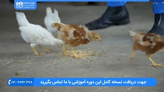 آموزش راه های جلوگیری از هدر رفتن دان در مرغداری