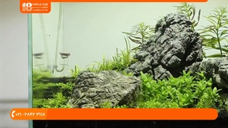 آموزش ضدعفونی کردن آکواریوم به روشی ساده