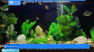 با ماهی های استرس دار زینتی آشنا شوید