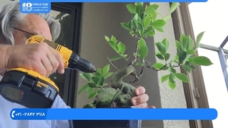 فیلم پرورش گل و گیاه | کاشت گل | گیاهان زینتی (پیوند گیاه فیکوس هندی)