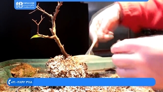 فیلم پرورش گل و گیاه | کاشت گل | گیاهان زینتی (پرورش گل کاغذی بدون خار)