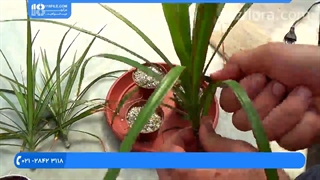 فیلم پرورش گل و گیاه | کاشت گل | گیاهان زینتی (قلمه زدن دراسنا رفلکسا)